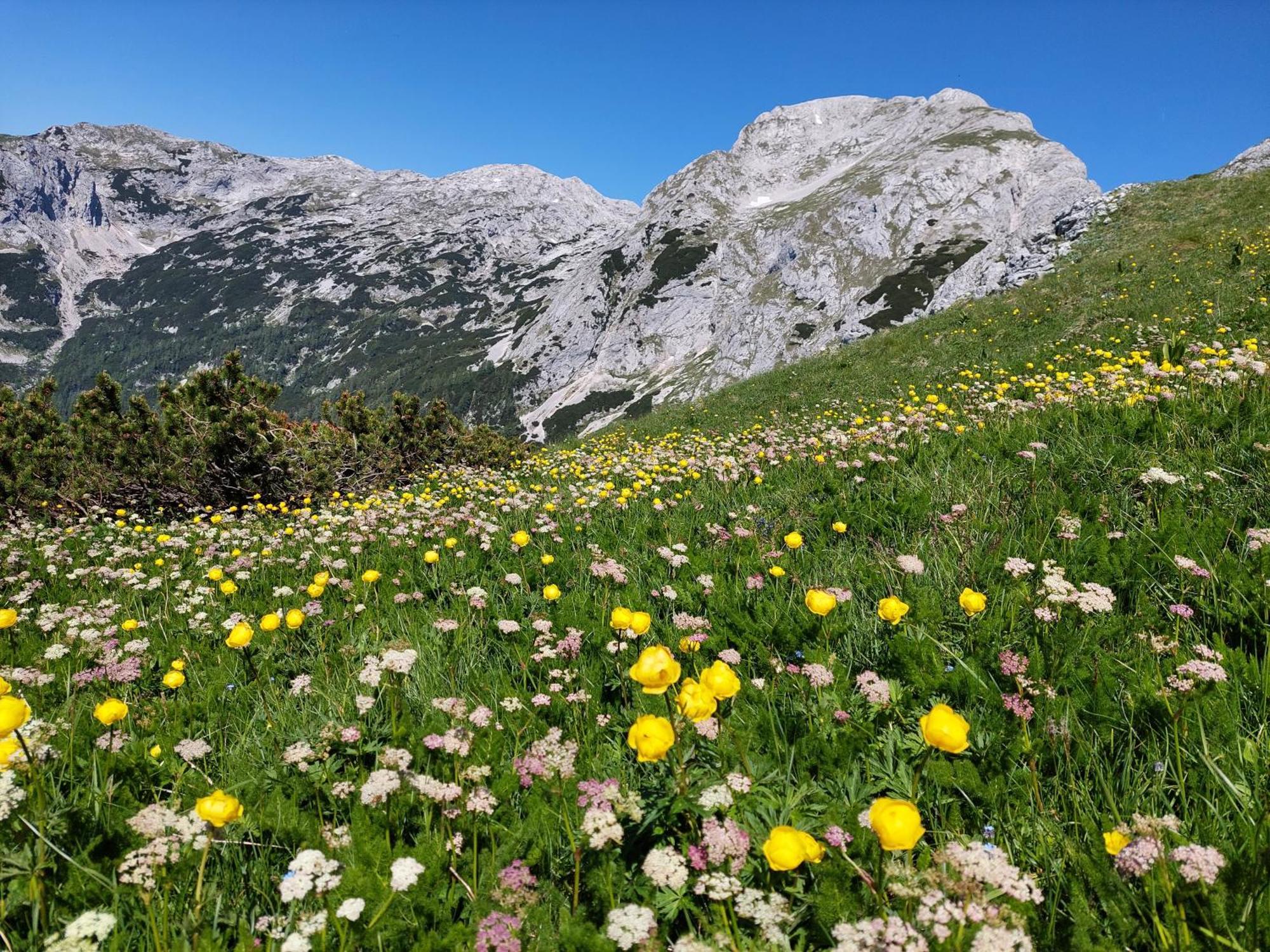 Apartmaji Vesna Apartment Bohinj Luaran gambar