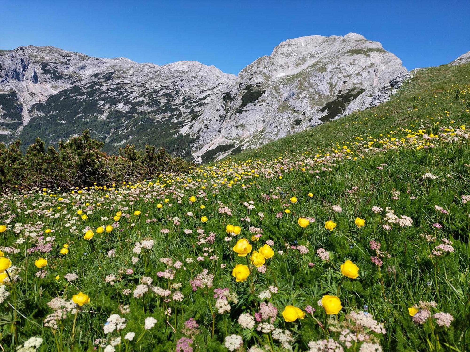 Apartmaji Vesna Bohinj Luaran gambar